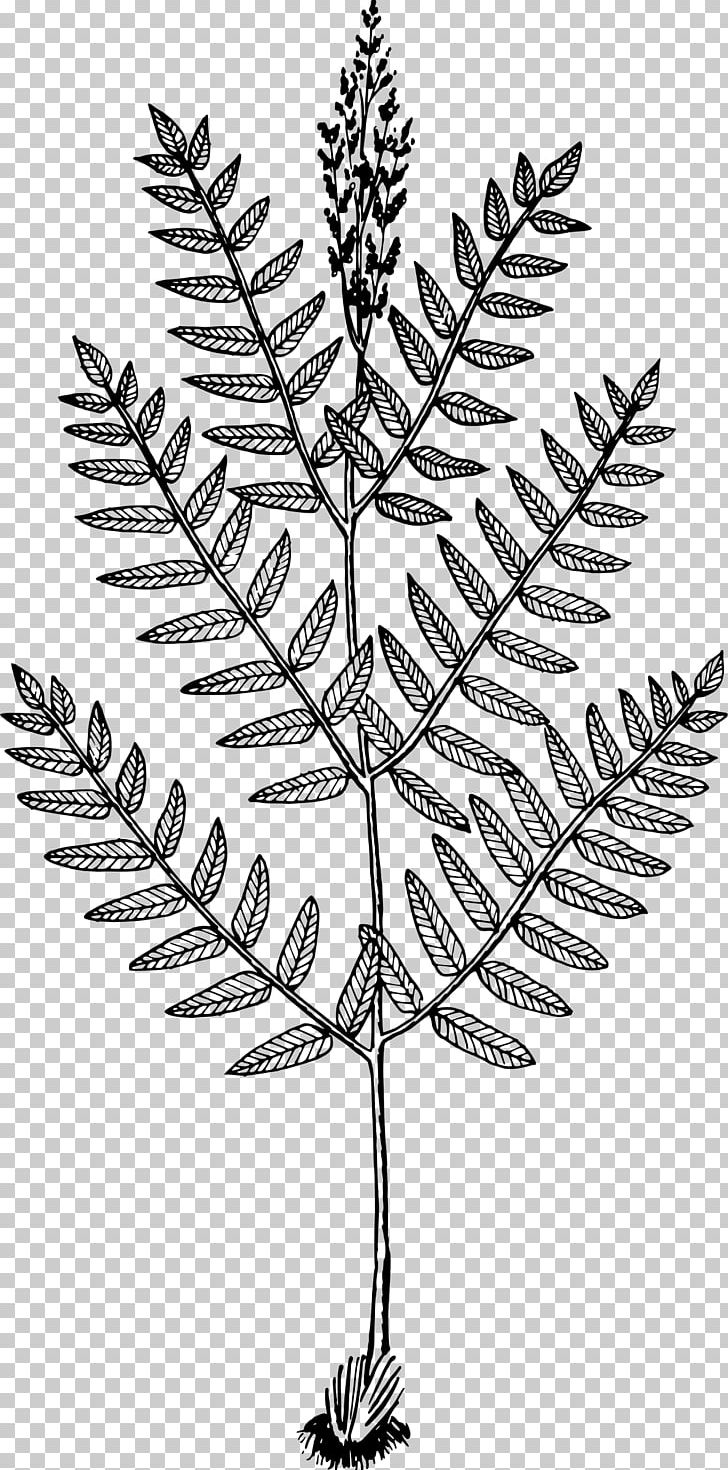 Osmunda Regalis Plant Tree Leaf Fern PNG, Clipart, Black And White, Branch, Drawing, Fern, Flora Free PNG Download