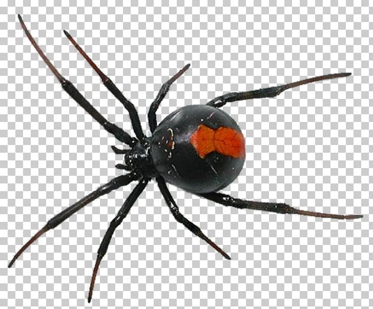 Spider Insect Cockroach Ant Pest Control PNG, Clipart, Ant, Arachnid, Black Widow, Black Widow Spider, Cockroach Free PNG Download
