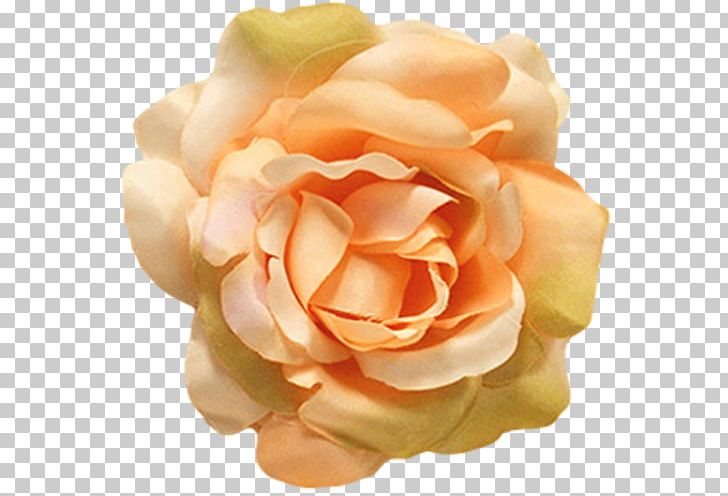 Centifolia Roses Flower Petal Garden Roses PNG, Clipart, Artificial Flower, Centifolia Roses, Color, Cut Flowers, Dress Free PNG Download