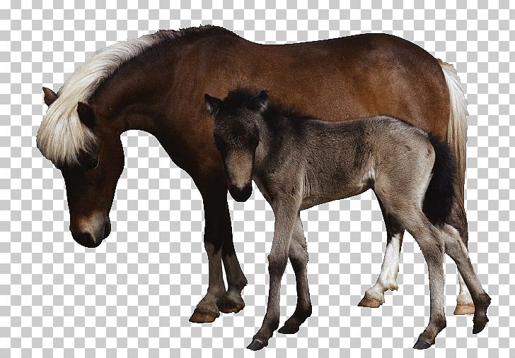 Horse PNG, Clipart, Animal, Animals, Cartoon, Colt, Equestrian Sport Free PNG Download