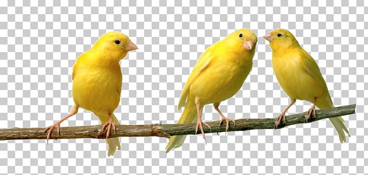 Red Factor Canary Bird Vocalization Spanish Timbrado Finch PNG, Clipart, Atlantic Canary, Beak, Bird, Canary, Canary Bird Free PNG Download