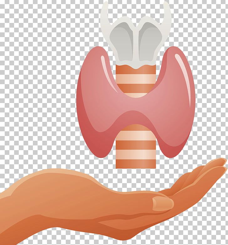 Thyroid Organ Trachea Endocrine System PNG, Clipart, Arm, Cartilage, Diamond Ring, Ear, Endocrine Gland Free PNG Download