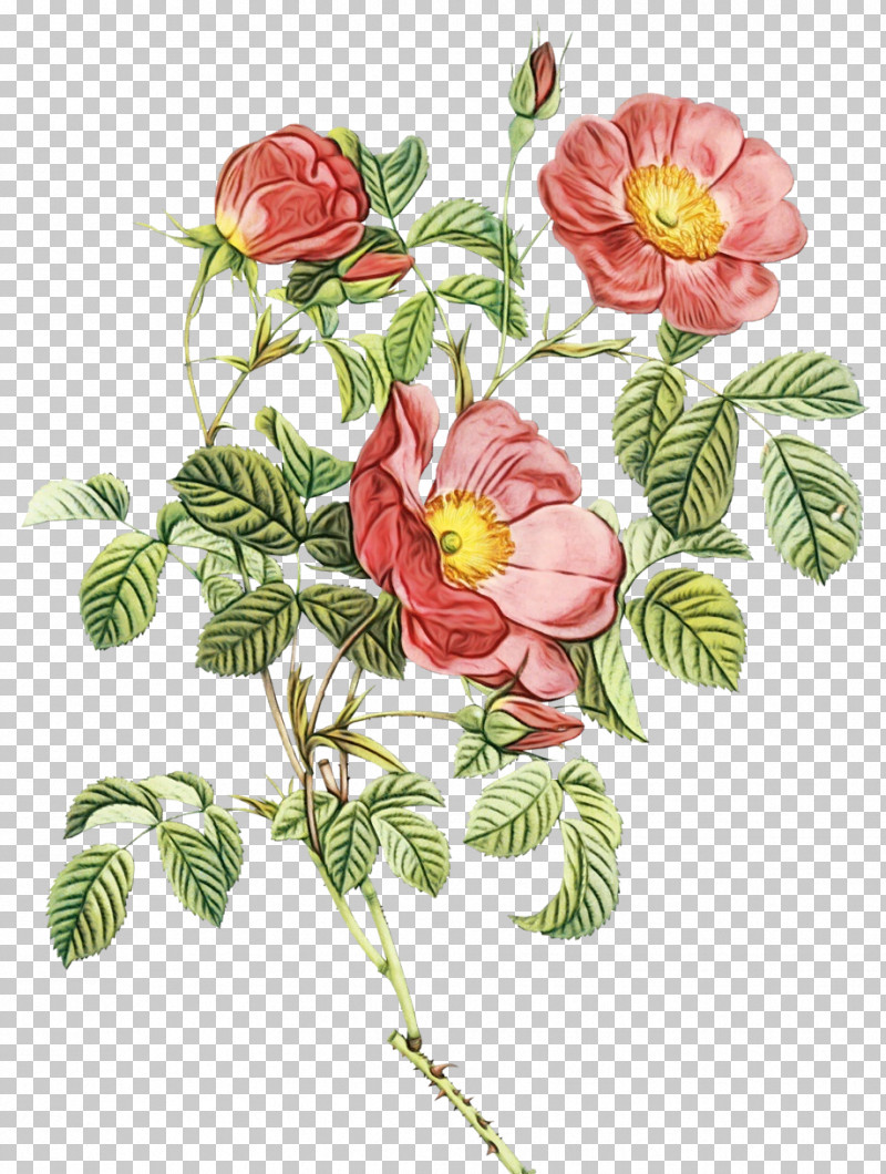 Rose PNG, Clipart, China Rose, Common Peony, Flower, Japanese Camellia, Paint Free PNG Download