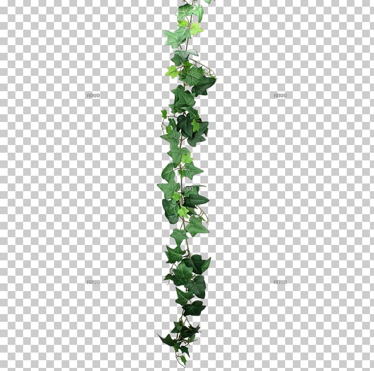 Common Ivy Leaf Plant Stem Branch PNG, Clipart, Branch, Centimeter, Common Ivy, Flowering Plant, Grass Free PNG Download