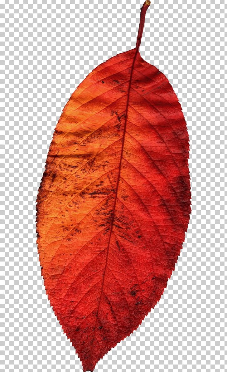 Leaf Autumn Season PNG, Clipart, 5 Yaprak, Autumn, Deciduous, Download, Idea Free PNG Download
