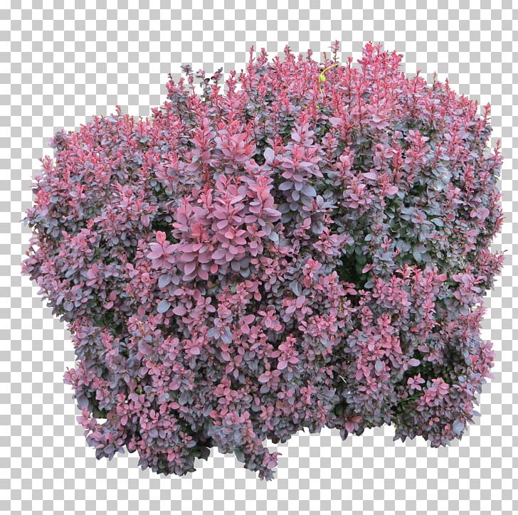 Shrub Display Resolution Plant PNG, Clipart, Annual Plant, Clip Art, Computer Icons, Desktop Wallpaper, Display Resolution Free PNG Download