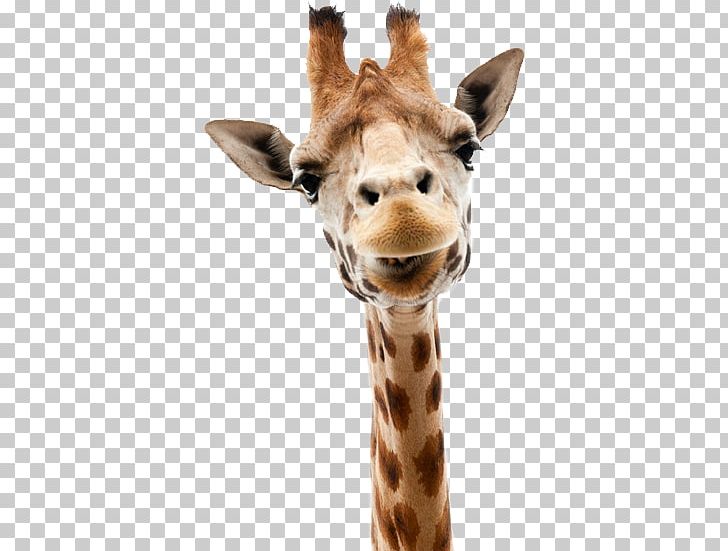 Giraffe PNG, Clipart, Giraffe Free PNG Download