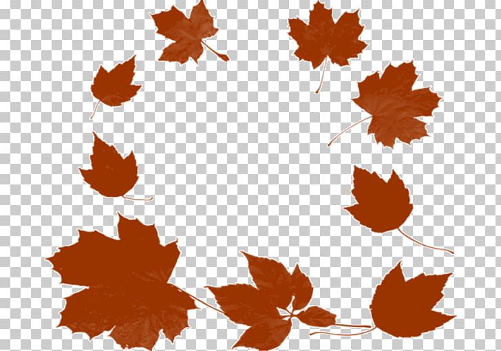 Maple Leaf Photography PNG, Clipart, Autumn, Download, Flower, Flowering Plant, Leaf Free PNG Download