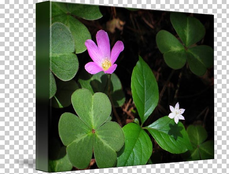 Petal Leaf Flowering Plant PNG, Clipart, Flora, Flower, Flowering Plant, Forest Flowers, Leaf Free PNG Download