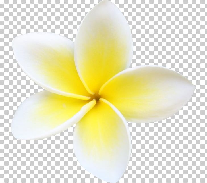 Flower Petal Close-up Plant PNG, Clipart, Close Up, Closeup, Flower, Flower Petal, Hawaiian Free PNG Download
