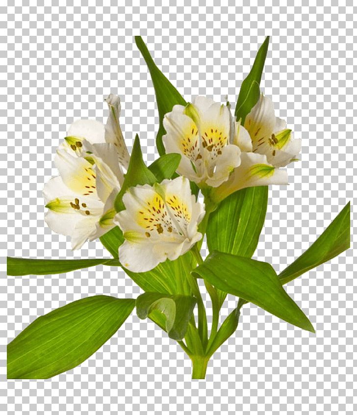 Lily Of The Incas Herbaceous Plant PNG, Clipart, Alstroemeria, Alstroemeriaceae, Flower, Flowering Plant, Herbaceous Plant Free PNG Download