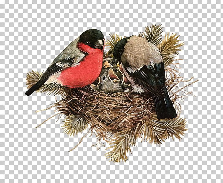 Edible Birds Nest PNG, Clipart, Animals, Beak, Bird, Bird Nest, Bird Nest Vector Free PNG Download