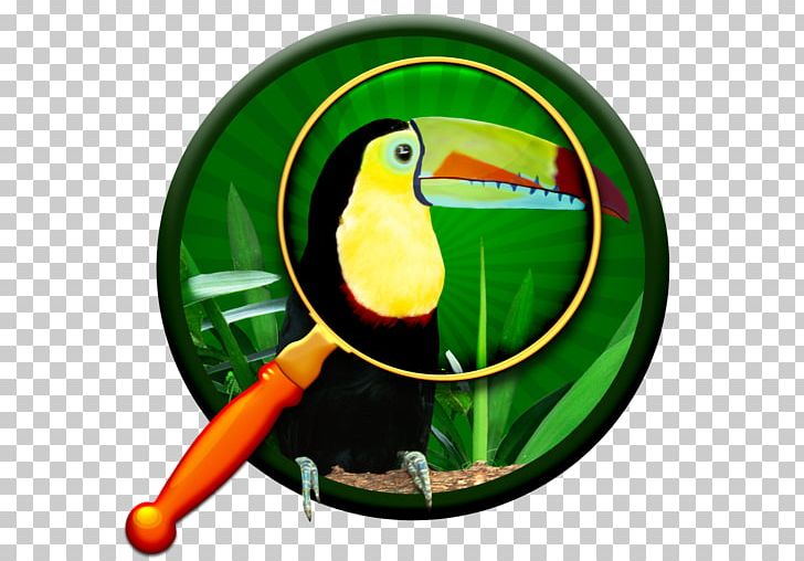 Toucan Parrot Beak Fauna PNG, Clipart, Animals, Beak, Bird, C To C Tile Inc, Fauna Free PNG Download