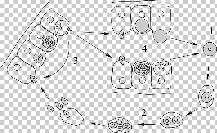 Apicomplexan Life Cycle Merozoit Protozoa Esporozoíto PNG, Clipart, Angle, Apicomplexa, Apicomplexan Life Cycle, Area, Auto Part Free PNG Download