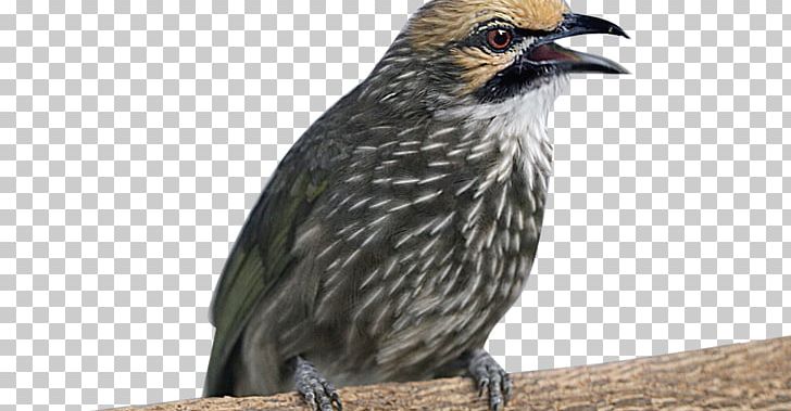 Bird Straw-headed Bulbul Bar-winged Prinia Animal PNG, Clipart, Animal, Animals, Bar Winged Prinia, Batu, Beak Free PNG Download