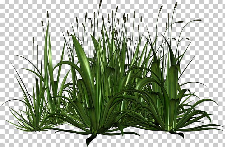 Grass Herbaceous Plant Swamp PNG, Clipart, Cattail, Digital Image, Flower, Flowering Plant, Gazania Free PNG Download