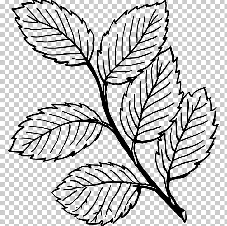 Leaf Drawing Line Art PNG, Clipart, Autumn Leaf Color, Black And White, Botany, Branch, Coloring Book Free PNG Download