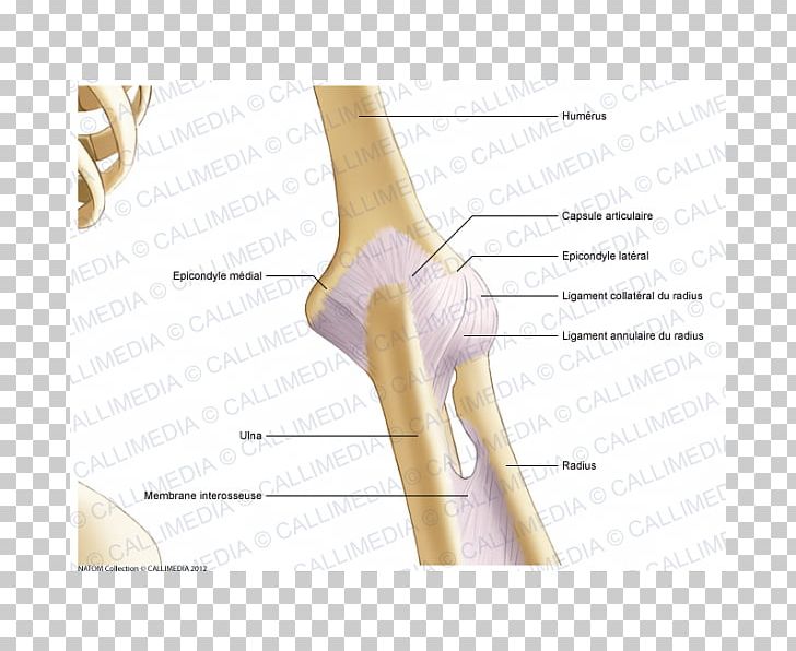 Thumb Elbow Joint Capsule Bone PNG, Clipart, Abdomen, Anatomical Terms Of Location, Anatomy, Angle, Arm Free PNG Download