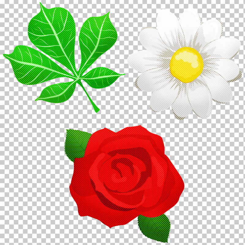 Garden Roses PNG, Clipart, Common Daisy, Drawing, Flower, Flower Garden, Flowerpot Free PNG Download