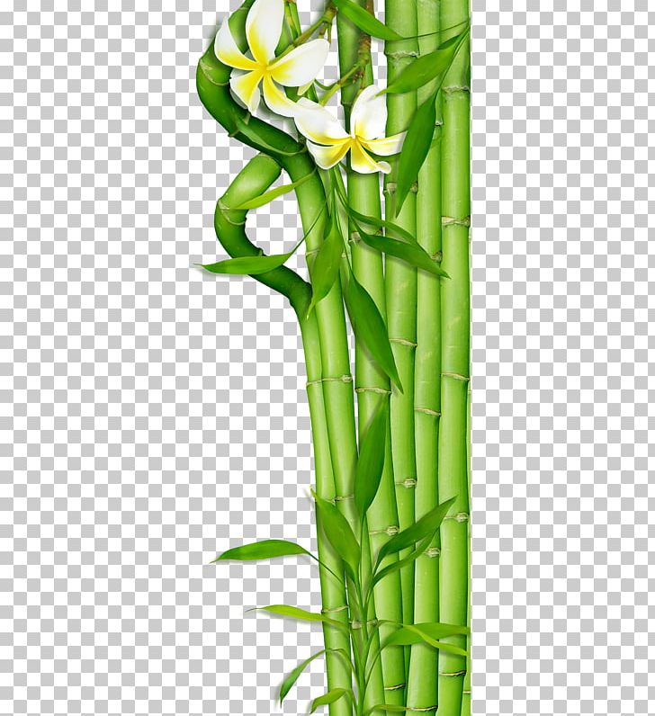 Bamboo PNG, Clipart, Art Green, Background Green, Bamboo, Clip Art, Digital Image Free PNG Download