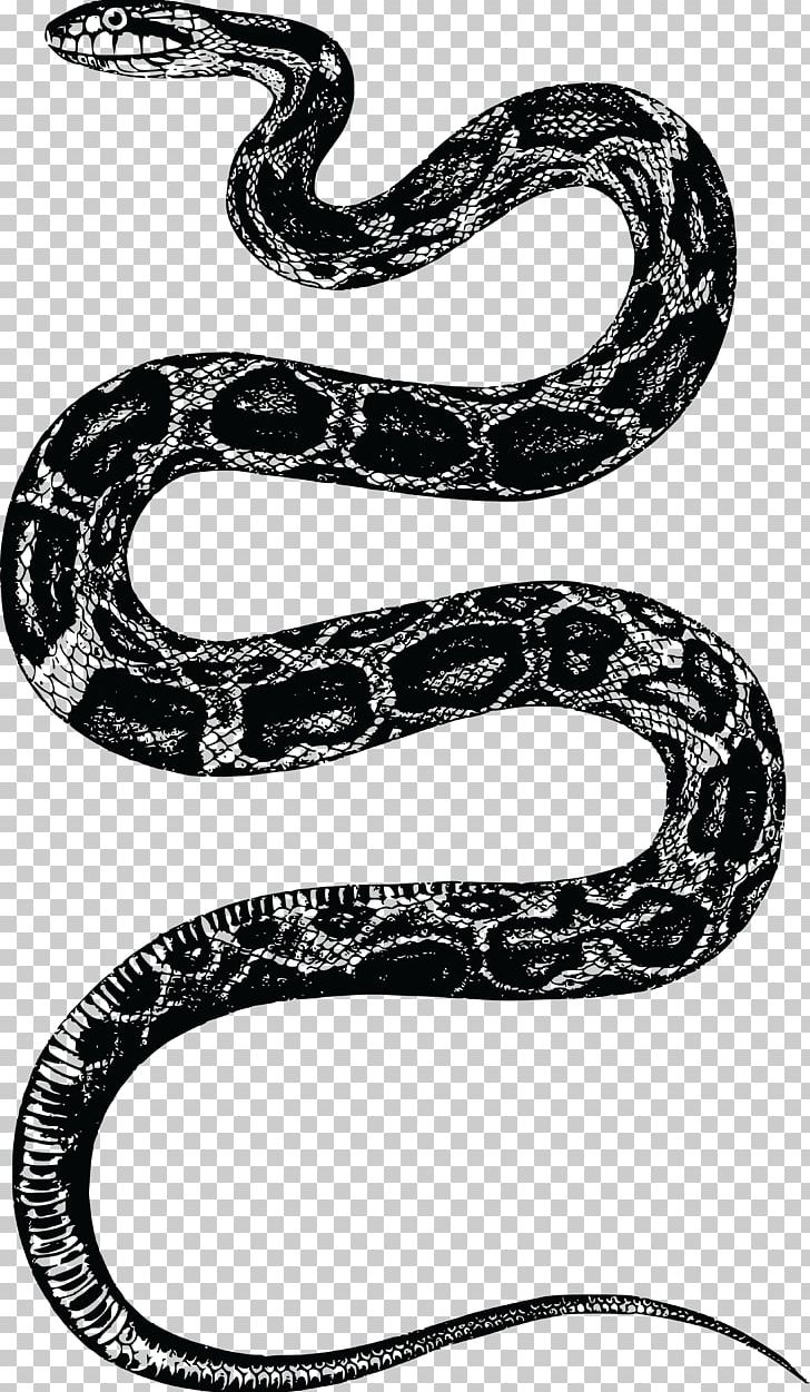 Corn Snake Rattlesnake PNG, Clipart, Animals, Black And White, Black Rat Snake, Boa Constrictor, Boas Free PNG Download