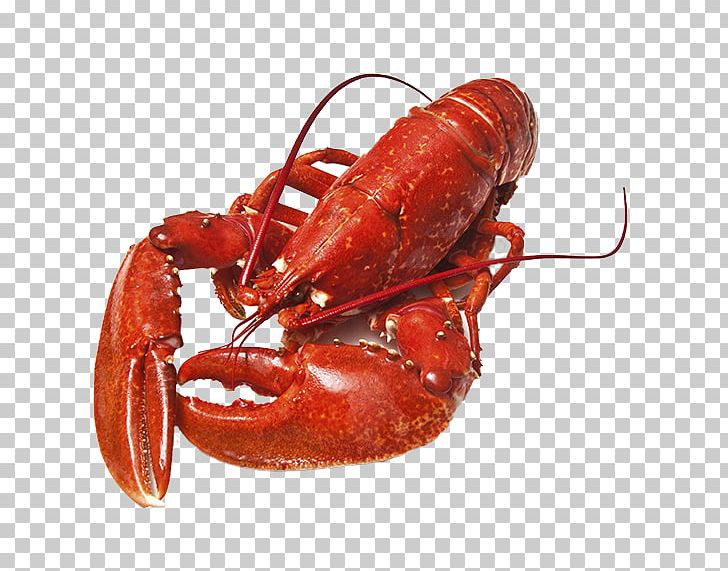 Lobster PNG, Clipart, Lobster Free PNG Download