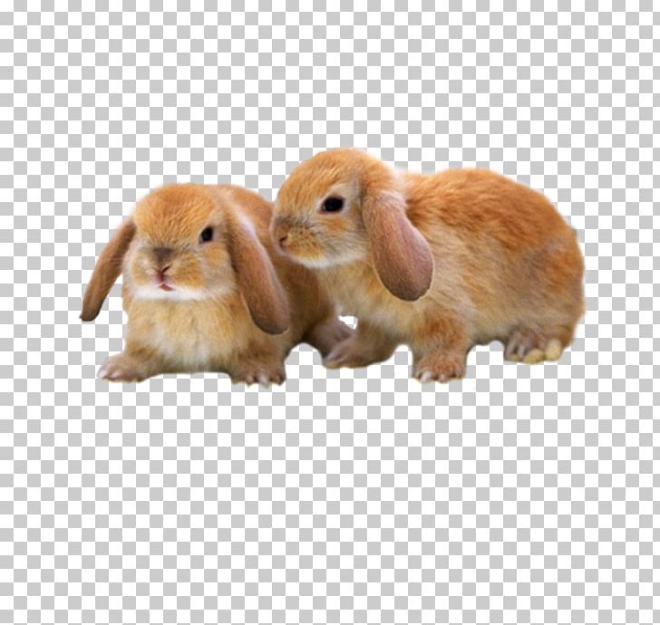 Mini Lop Mini Rex Holland Lop Netherland Dwarf Rabbit Rex Rabbit PNG, Clipart, Animal, Animals, Brown, Brown Background, Brown Bunny Free PNG Download