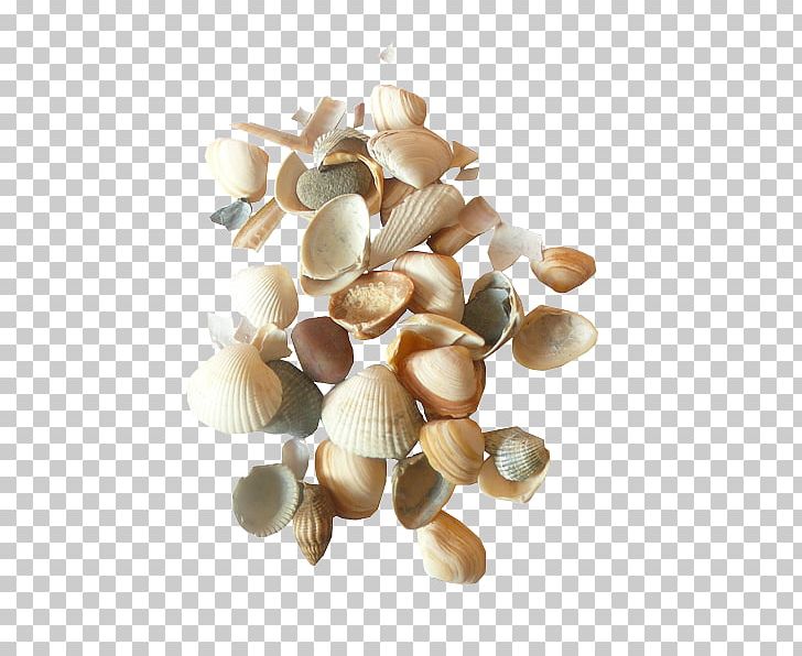 Cockle Seashell PNG, Clipart, Animals, Bivalvia, Clam, Clams Oysters Mussels And Scallops, Cockle Free PNG Download