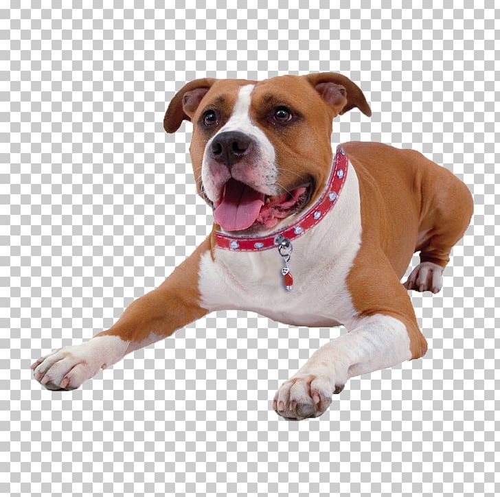 Dog Breed American Pit Bull Terrier American Staffordshire Terrier Crystal Healing PNG, Clipart, American Pit Bull Terrier, American Staffordshire Terrier, Animals, Breed, Carnivoran Free PNG Download