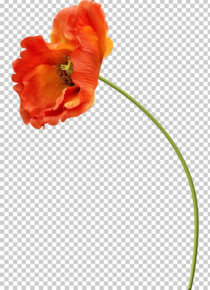 Poppy Flower PNG, Clipart, Blog, Blogger, Bright, Clip Art, Coquelicot Free PNG Download