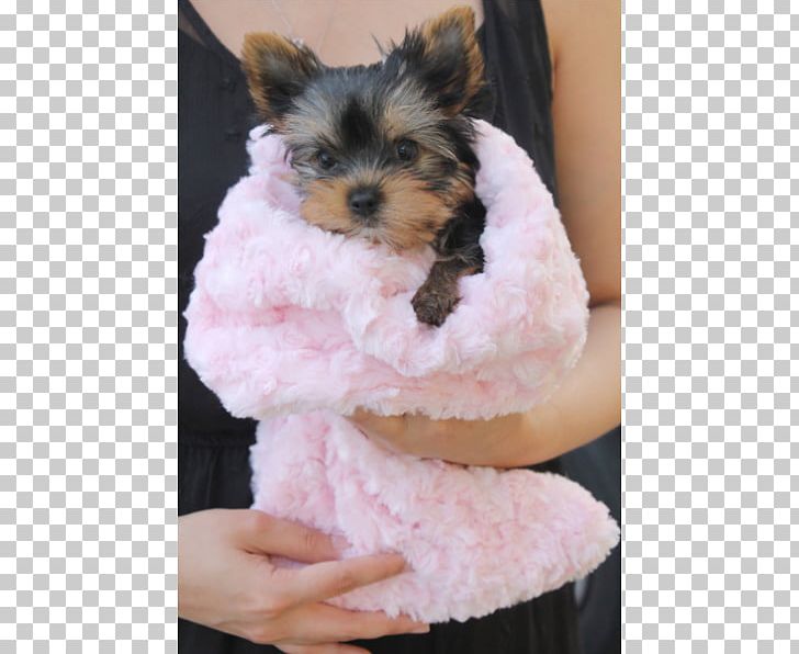 Yorkshire Terrier Morkie Puppy Biewer Terrier Lhasa Apso PNG, Clipart, Animals, Bichon Frise, Biewer Terrier, Blanket, Breed Free PNG Download