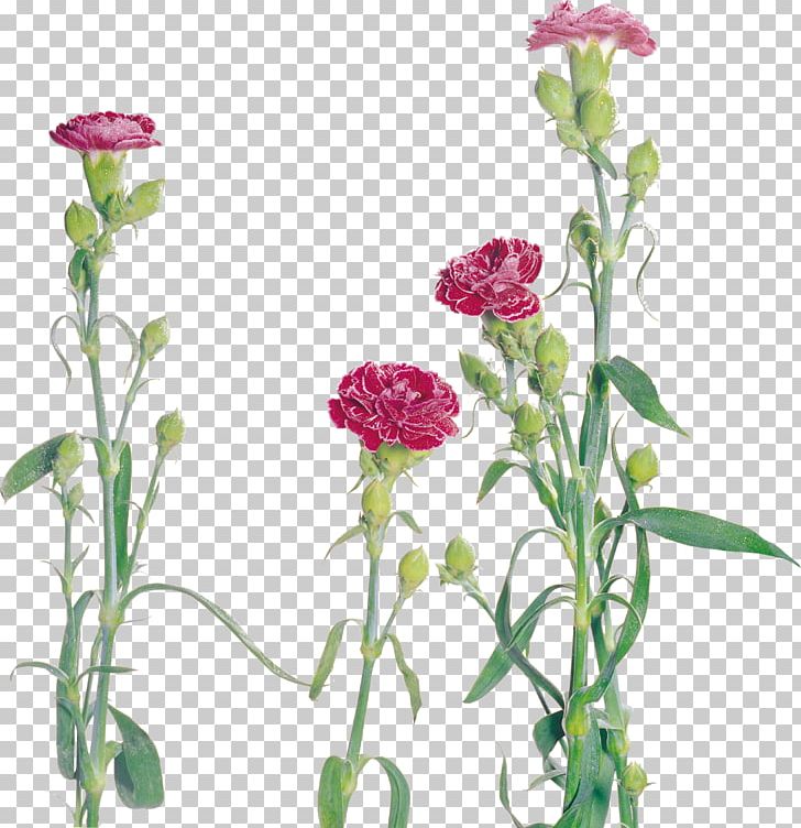 Carnation Flower Dianthus PNG, Clipart, Annual Plant, Carnation, Computer Software, Cut Flowers, Dianthus Free PNG Download