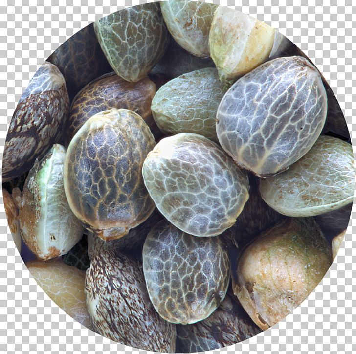 Hemp Cannabis Cultivation Seed Indoor Cannabis Growing PNG, Clipart, Cannabis, Cannabis Cultivation, Clam, Clams Oysters Mussels And Scallops, Croissance Biologique Free PNG Download