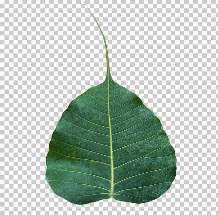 Sacred Fig Bodhi Tree Leaf Banyan Rubber Fig PNG, Clipart, Banyan, Bodhi, Bodhi Tree, Buddhism, Enlightenment In Buddhism Free PNG Download