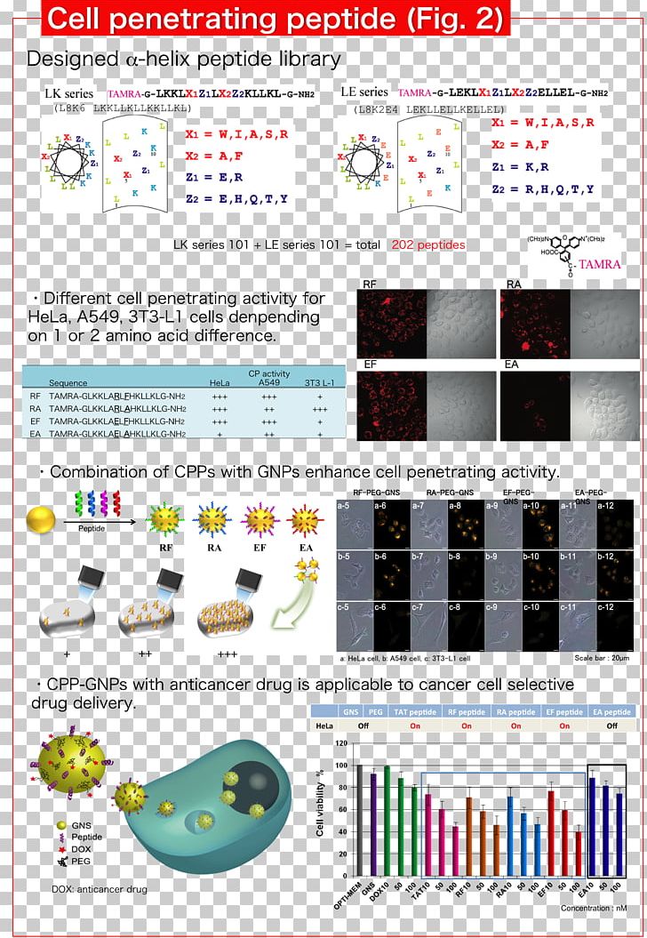 生命理工学部 Tokyo Institute Of Technology Cell-penetrating Peptide Research PNG, Clipart, Alpha Helix, Amino Acid, Area, Cell, Cell Adhesion Free PNG Download