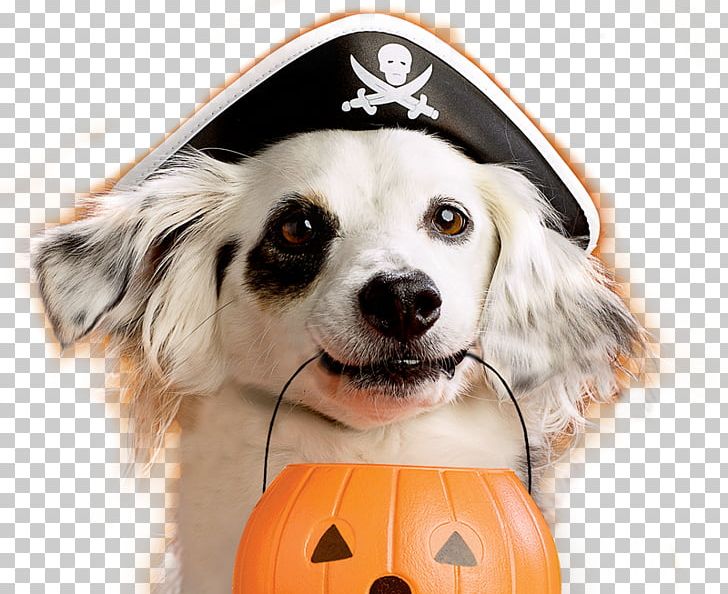 Dog Puppy Halloween Pet Costume PNG, Clipart, Animals, Bone, Carnivoran, Companion Dog, Costume Free PNG Download