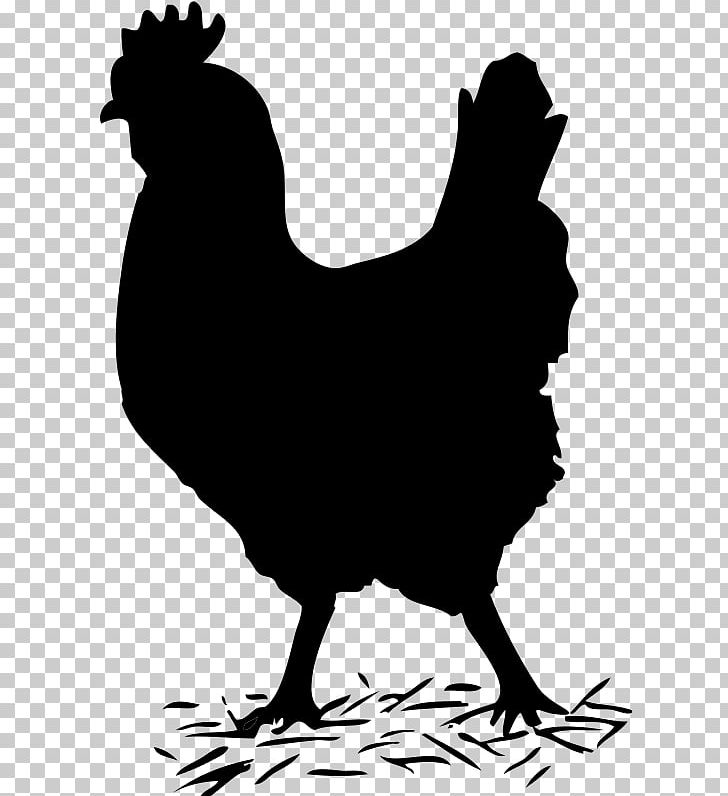 Dominique Chicken Silkie Plymouth Rock Chicken Rooster PNG, Clipart, Beak, Bird, Black, Black And White, Carnivoran Free PNG Download