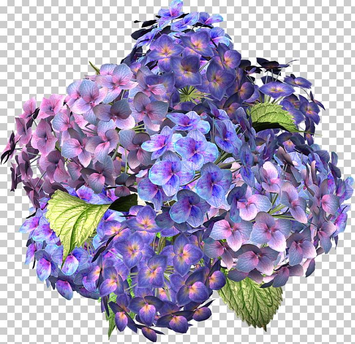 Flower Hydrangea Desktop PNG, Clipart, Benzersiz, Clip Art, Color, Cornales, Cut Flowers Free PNG Download