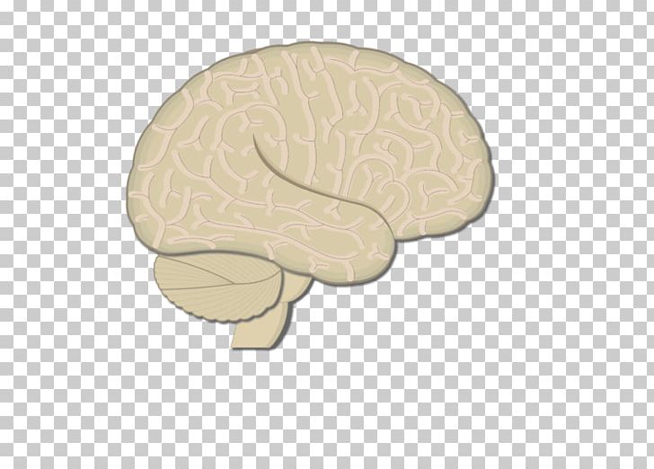 Nose Brain PNG, Clipart, Brain, Cerebral Hemisphere, Head, Jaw, Nose Free PNG Download