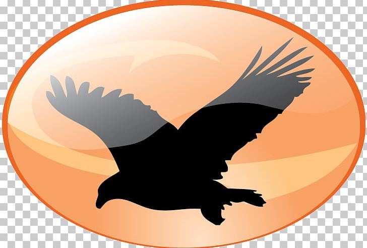 Bald Eagle Bird Stencil PNG, Clipart, Art, Bald Eagle, Beak, Bird, Bird Of Prey Free PNG Download
