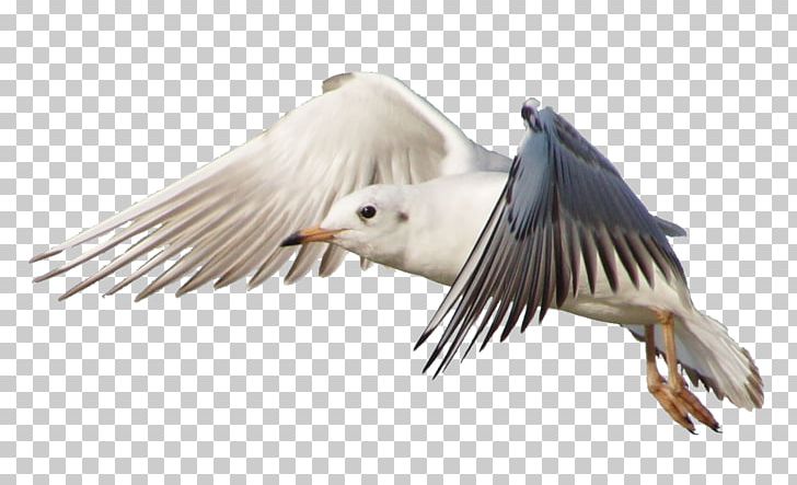 Bird Gulls Flight Jonathan Livingston Seagull PNG, Clipart, Animals, Beak, Bird, Bird Of Prey, Common Gull Free PNG Download