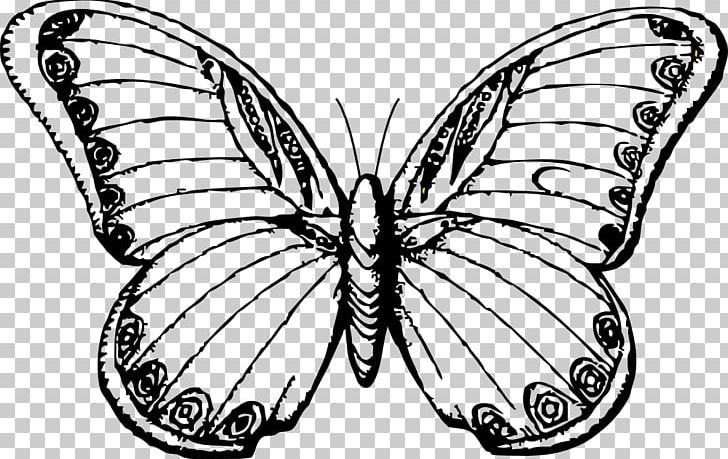 Butterfly Drawing Line Art Black And White PNG, Clipart, Art, Artwork, Black And White, Bombycidae, Brush Footed Butterfly Free PNG Download
