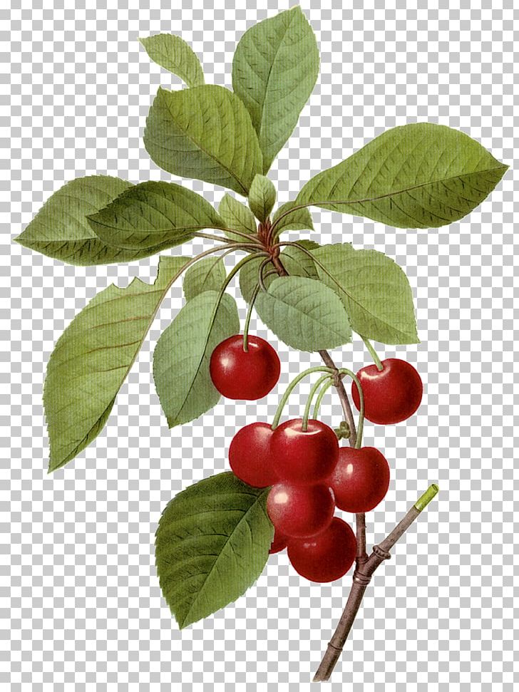 Printmaking Botany Botanical Illustration Printing Cherry PNG, Clipart, Berry, Branch, Chokeberry, Color, Color Of Lead Free PNG Download
