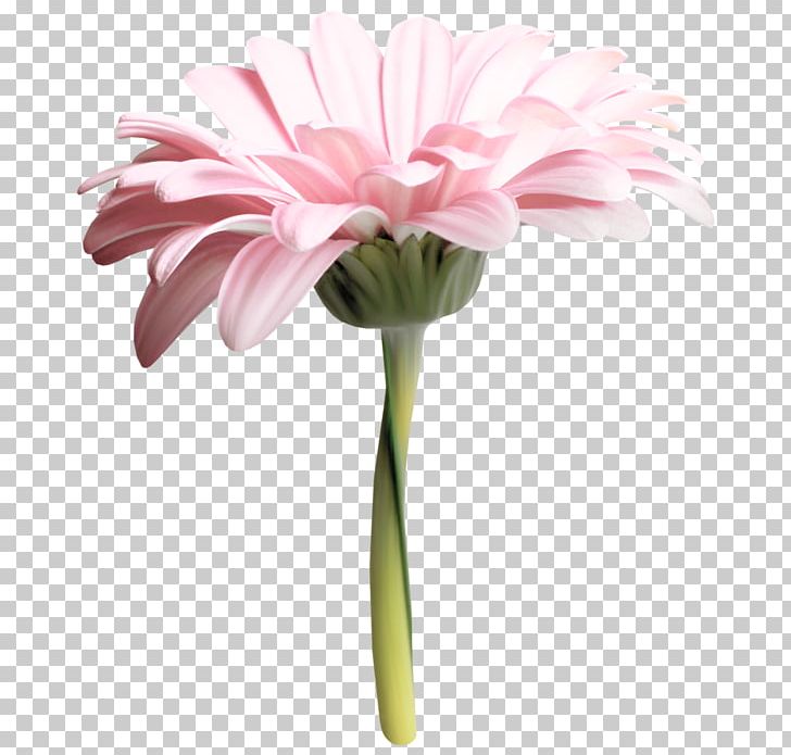 Transvaal Daisy Cut Flowers Floristry Flower Bouquet PNG, Clipart, Artificial Flower, Cut Flowers, Daisy Family, Floristry, Flower Free PNG Download
