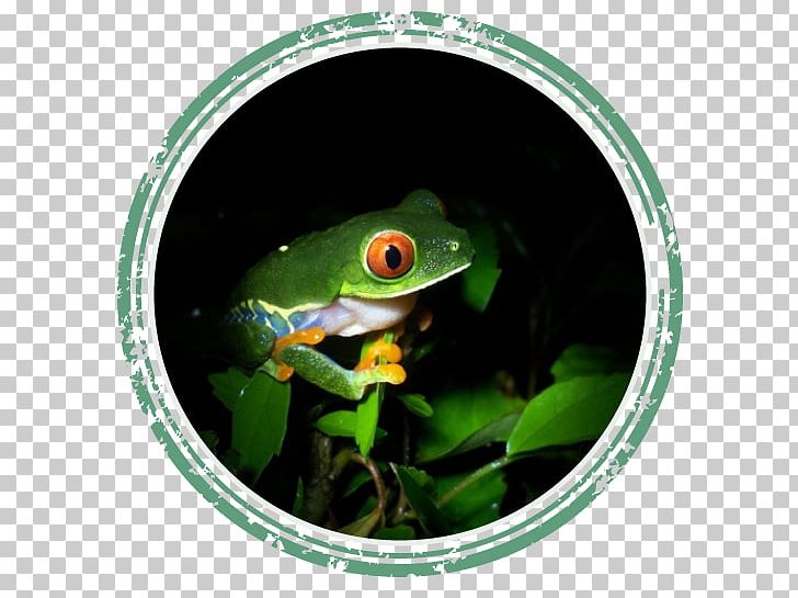 Tree Frog True Frog Paris Saint-Germain F.C. PNG, Clipart, Amphibian, Animals, Ecotourism, Fauna, France Ligue 1 Free PNG Download