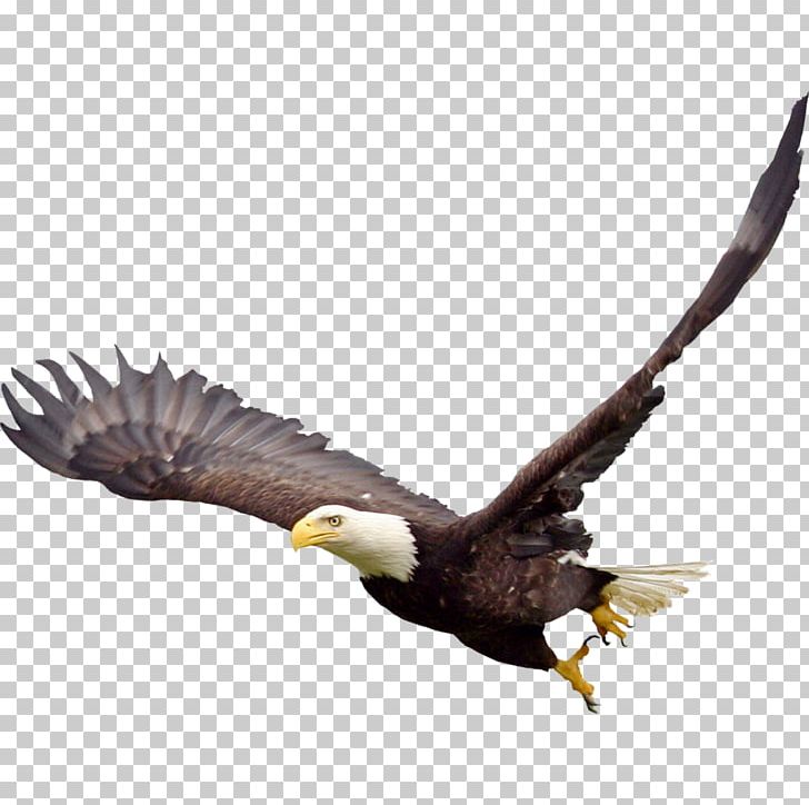 Bald Eagle Bird PNG, Clipart, Accipitriformes, Animals, Bald, Bald Eagle, Beak Free PNG Download