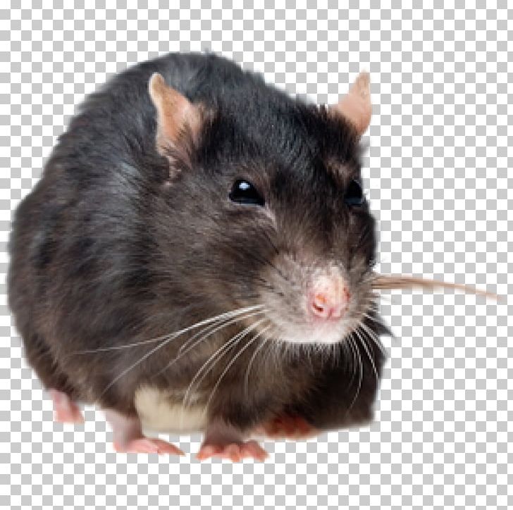 Brown Rat Rodent Mouse Pest Control Black Rat PNG, Clipart, Animals, Black Rat, Brown Rat, Cockroach, Dumboratte Free PNG Download