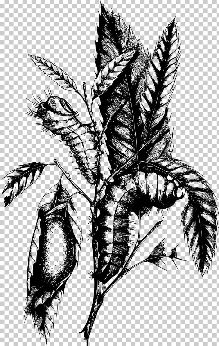 Caterpillar Drawing PNG, Clipart, Animals, Art, Black And White, Caterpillar, Drawing Free PNG Download