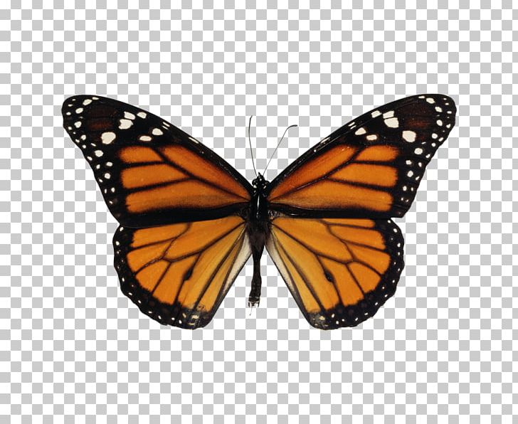 Monarch Butterfly Migration PNG, Clipart, Animal Coloration, Arthropod, Brush Footed Butterfly, Butterfly, Butterfly House Free PNG Download