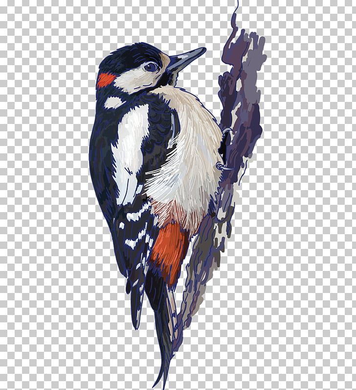 Bird PNG, Clipart, Animals, Art, Beak, Bird, Dendrocopos Free PNG Download